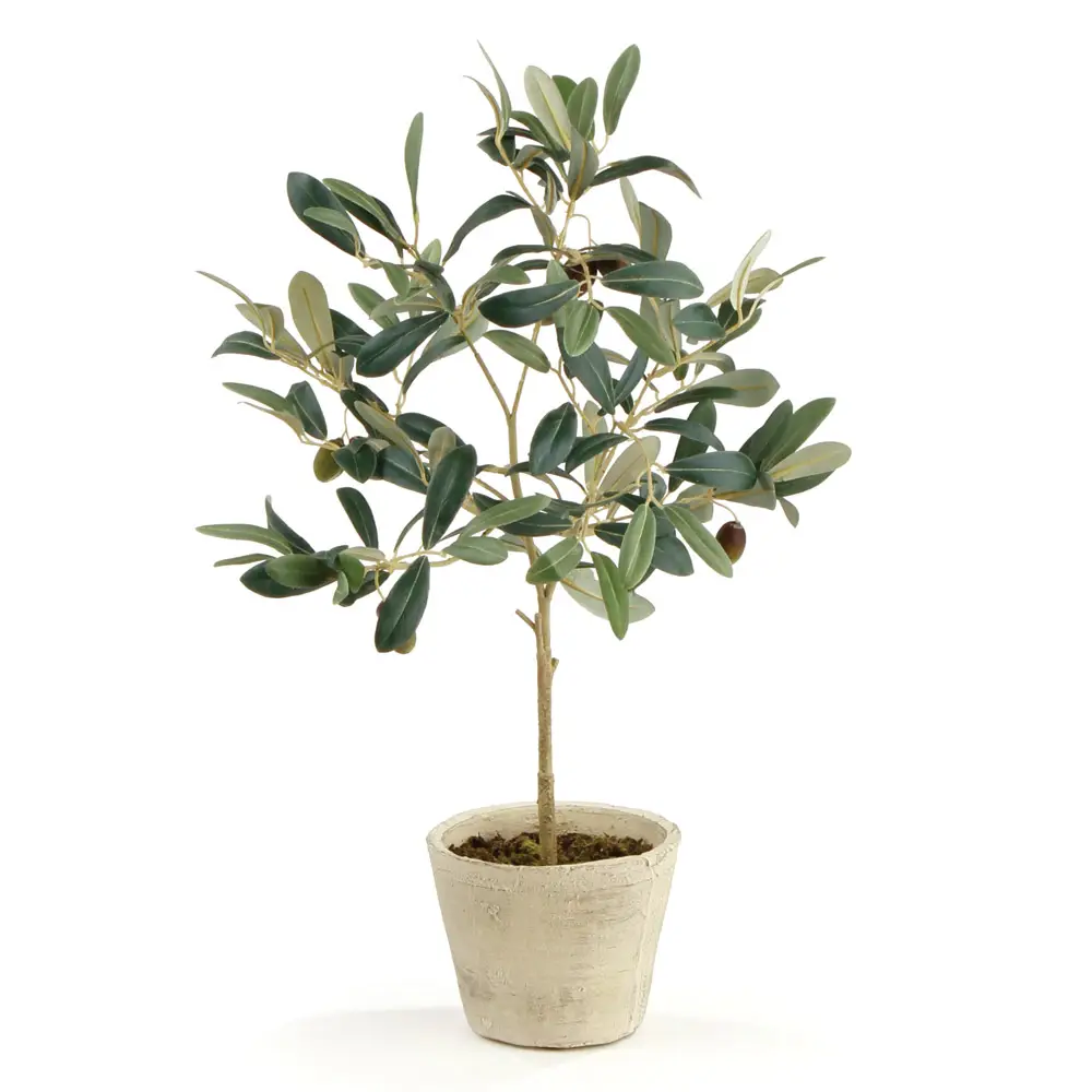 Potted Olive Tree